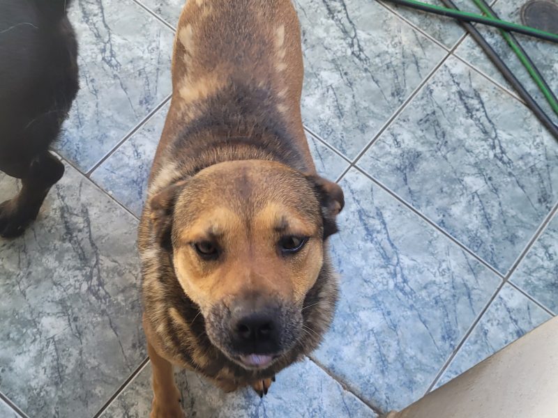 3 Cães (Adoção Urgente)