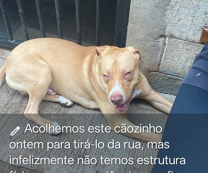 Simba (Adoção Urgente)
