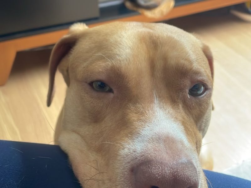 Simba (Adoção Urgente)