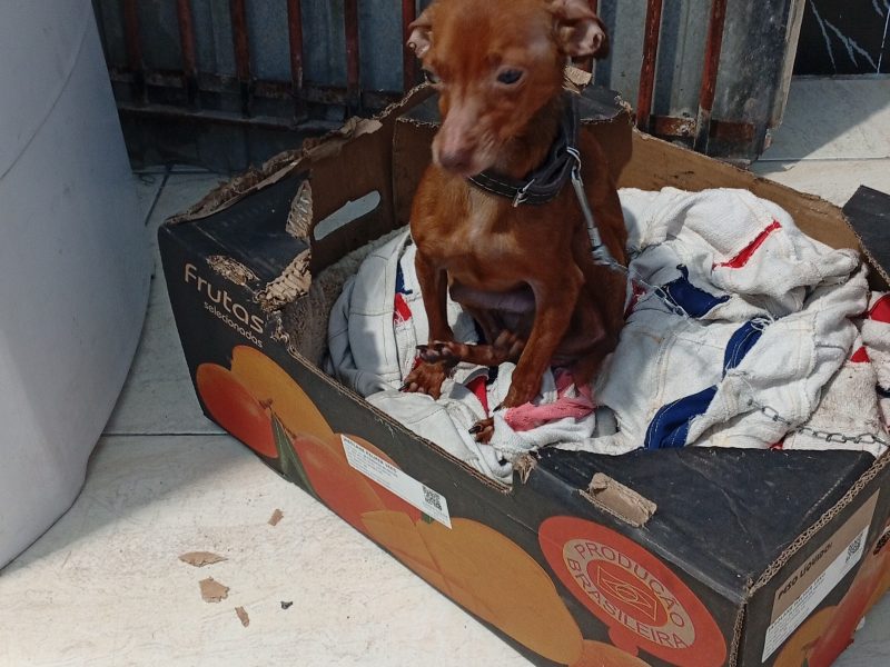 Madruguinha (Adoção Urgente)
