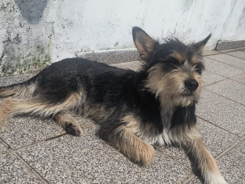 Tomas (Adoção Urgente)