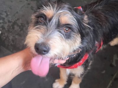 Tomas (Adoção Urgente)
