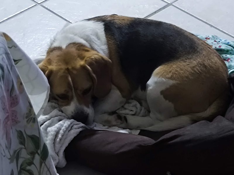 Thor (Adoção Urgente)
