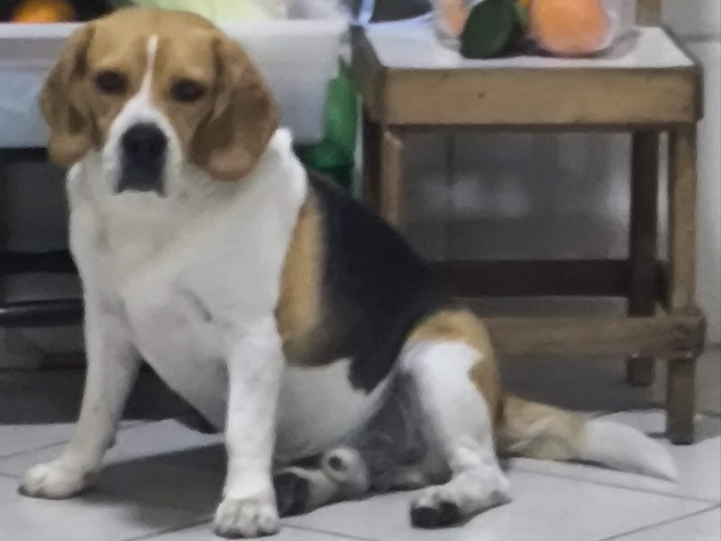 Thor (Adoção Urgente)