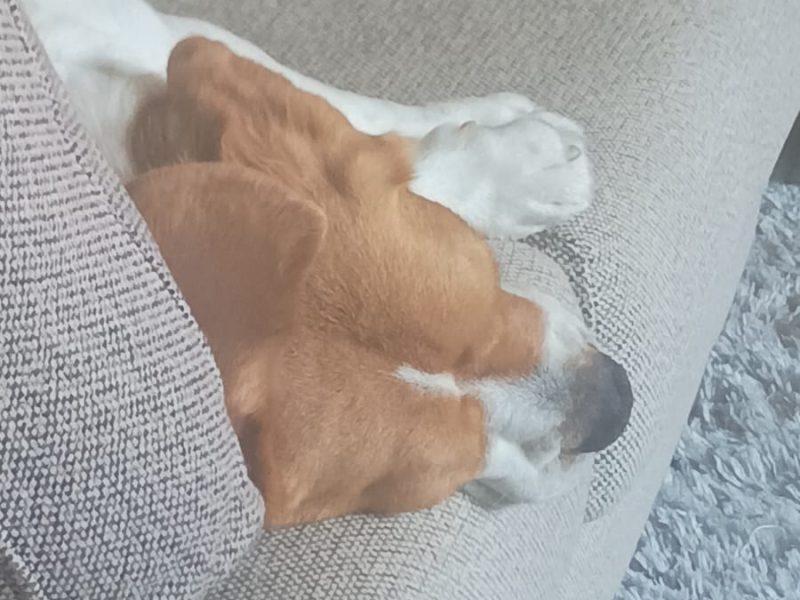 Thor (Adoção Urgente)