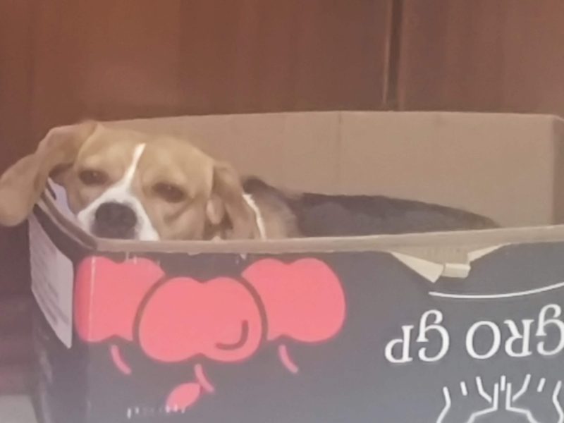 Thor (Adoção Urgente)
