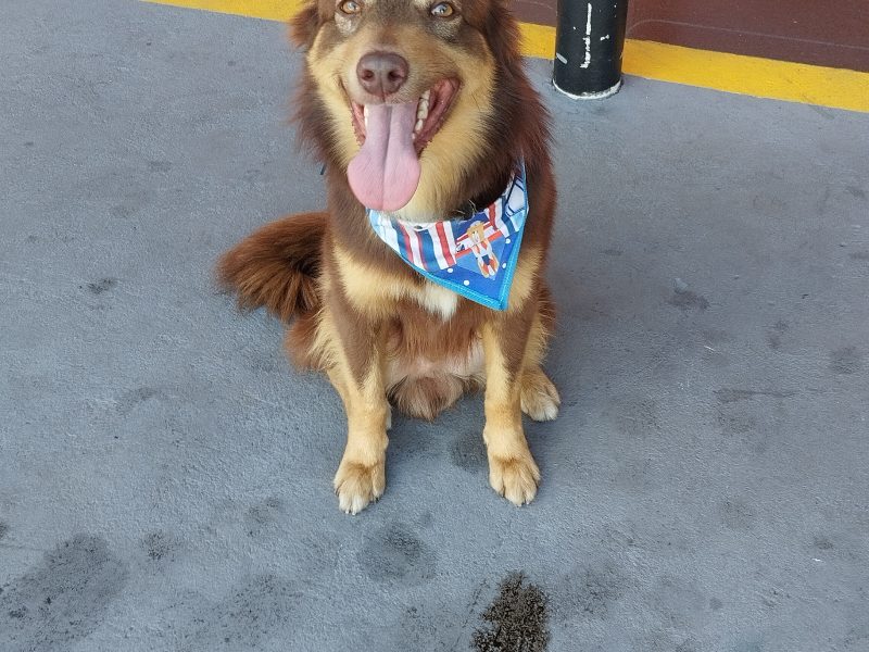 Toddy (Adoção Urgente)