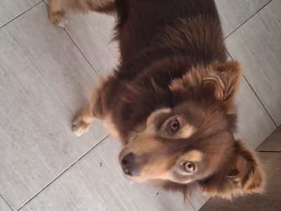 Toddy (Adoção Urgente)