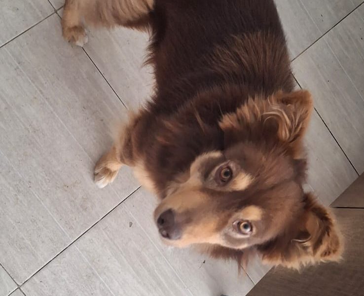 Toddy (Adoção Urgente)