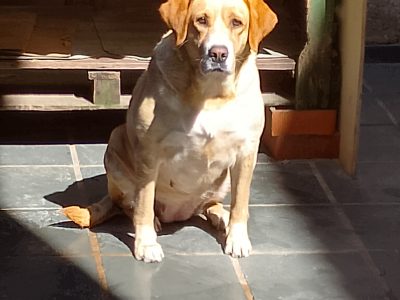 Winie (Adoção Urgente)
