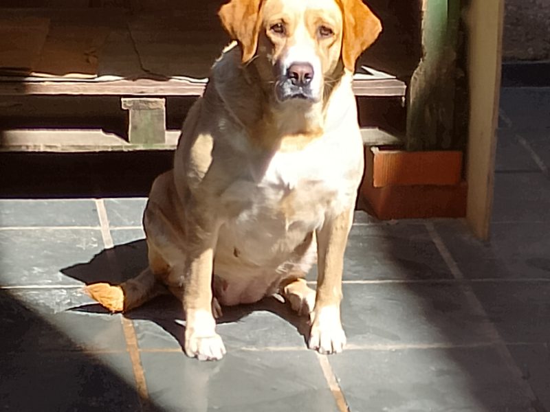 Winie (Adoção Urgente)
