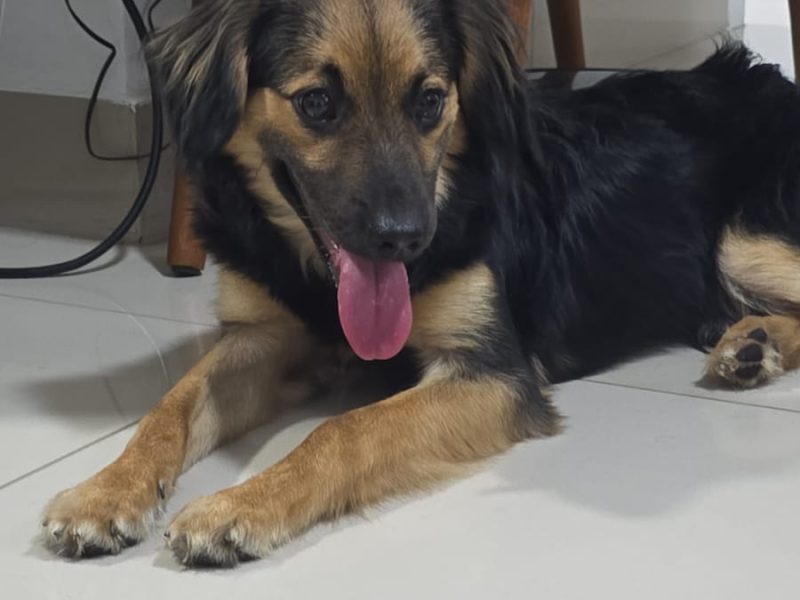 Bruce (Adoção Urgente)