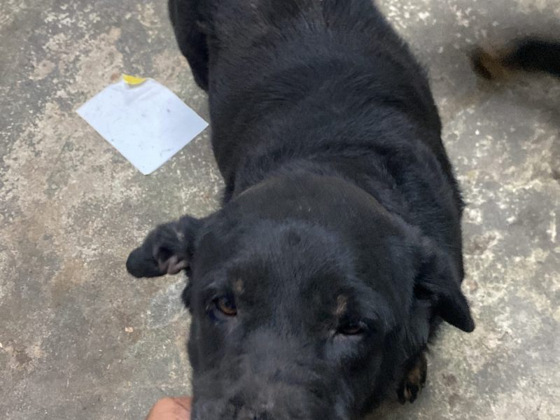 Meg, Bianca e Zeus (Adoção Urgente)