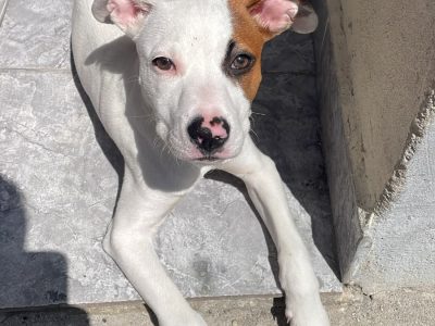 Bolt (Adoção Urgente)
