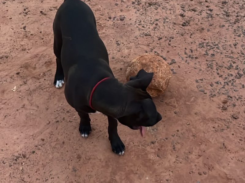 Luna (Adoção Urgente)