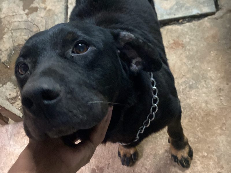 Meg, Bianca e Zeus (Adoção Urgente)