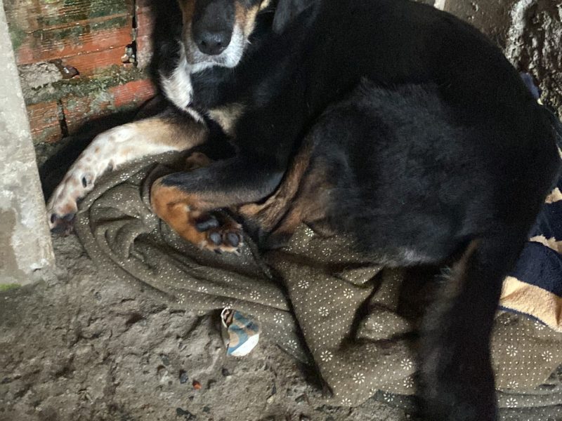 Meg, Bianca e Zeus (Adoção Urgente)