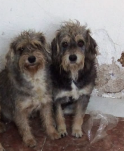 Estrela e Lulu (Adoção Urgente)