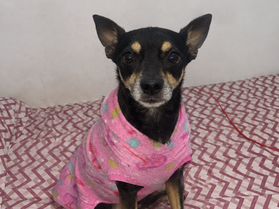 Luna (Adoção Urgente)