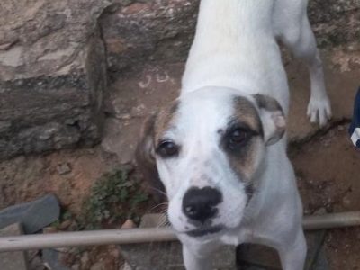 Nina (Adoção Urgente)