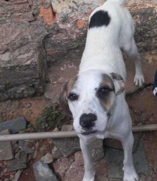 Nina (Adoção Urgente)