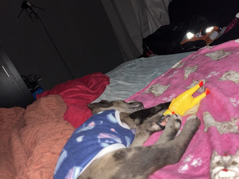 Luna (Adoção Urgente)