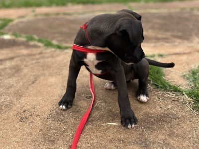Luna (Adoção Urgente)