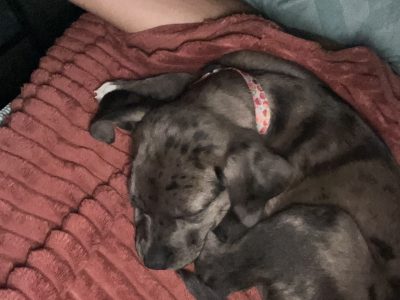 Luna (Adoção Urgente)