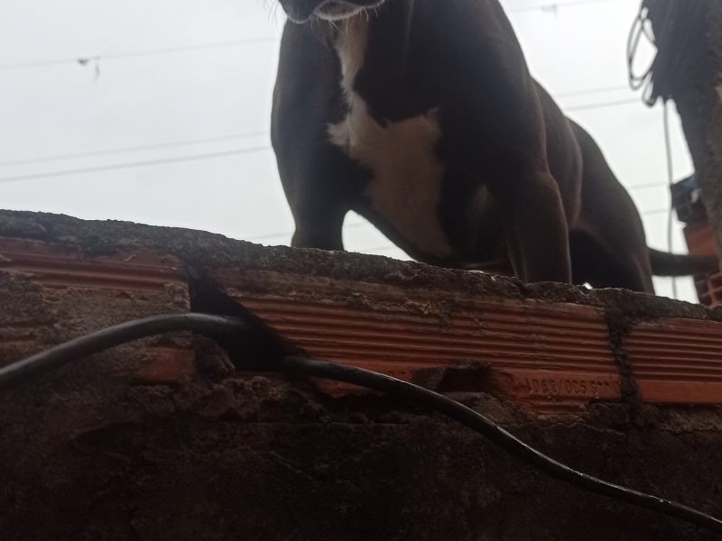 Shelby (Adoção Urgente)