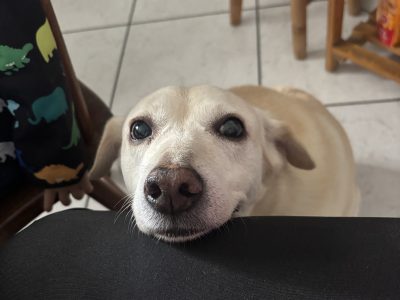 Dora (Adoção Urgente)