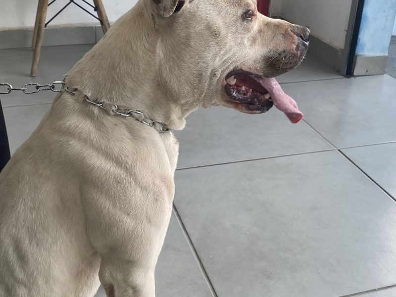 Bruce (Adoção Urgente)