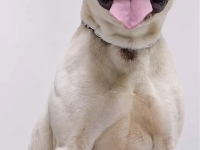 Bruce (Adoção Urgente)