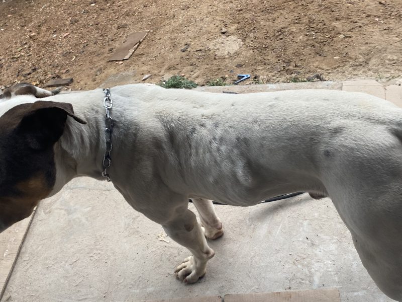 Bruce (Adoção Urgente)