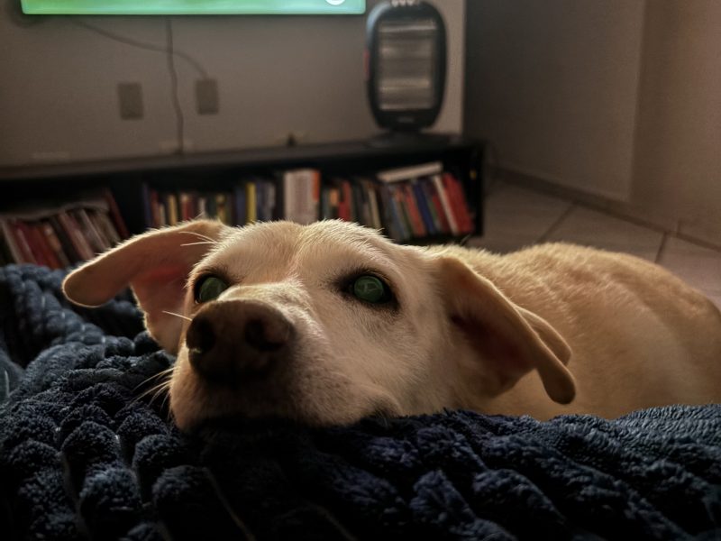 Dora (Adoção Urgente)