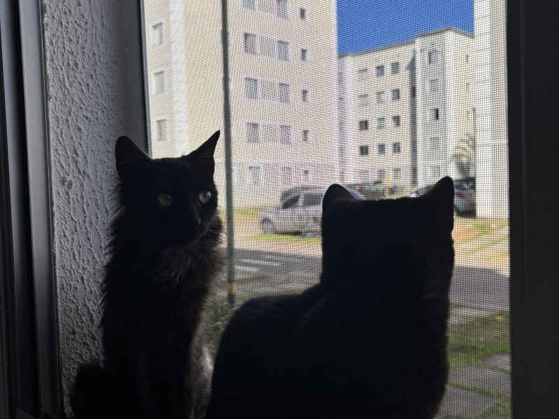 2 Filhotes (Adoção Urgente)