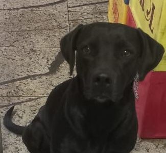 Negão (Adoção Urgente)