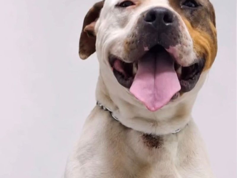 Bruce (Adoção Urgente)