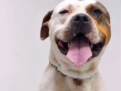Bruce (Adoção Urgente)