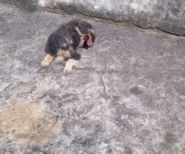 Porte P/M (Adoção Urgente)