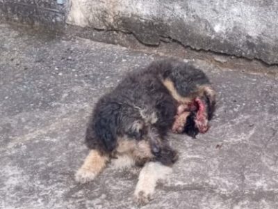 Porte P/M (Adoção Urgente)