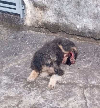 Porte P/M (Adoção Urgente)