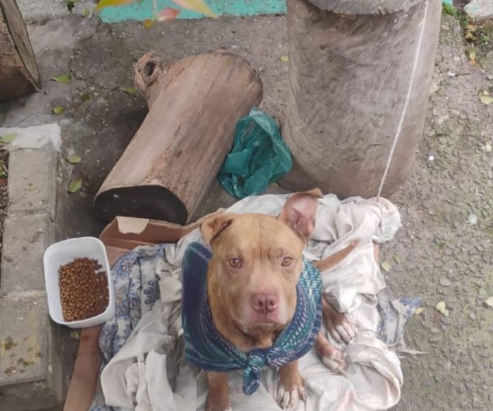 Pitbull (Adoção Urgente)