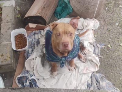 Pitbull (Adoção Urgente)