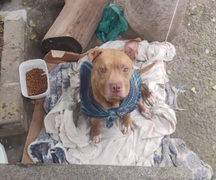 Pitbull (Adoção Urgente)