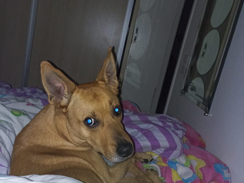 Bento (Adoção Urgente)