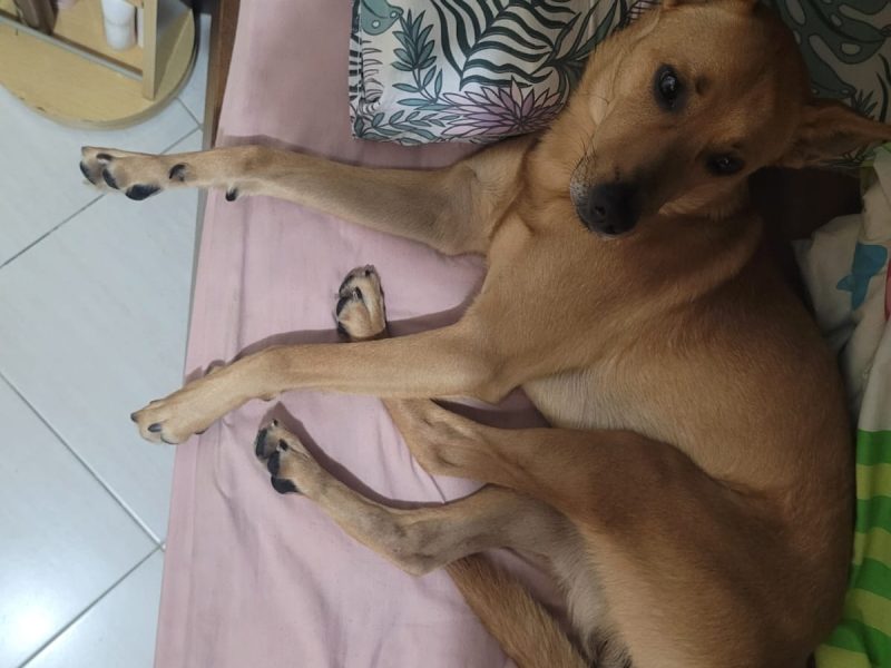Bento (Adoção Urgente)