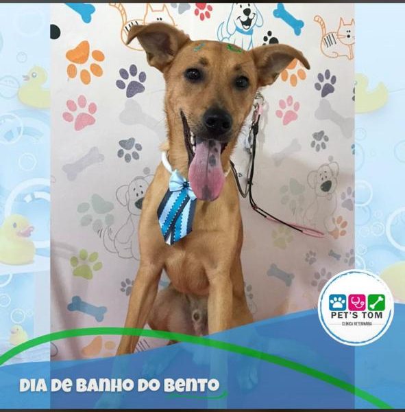 Bento (Adoção Urgente)