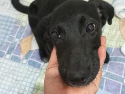 Amora (Adoção Urgente)