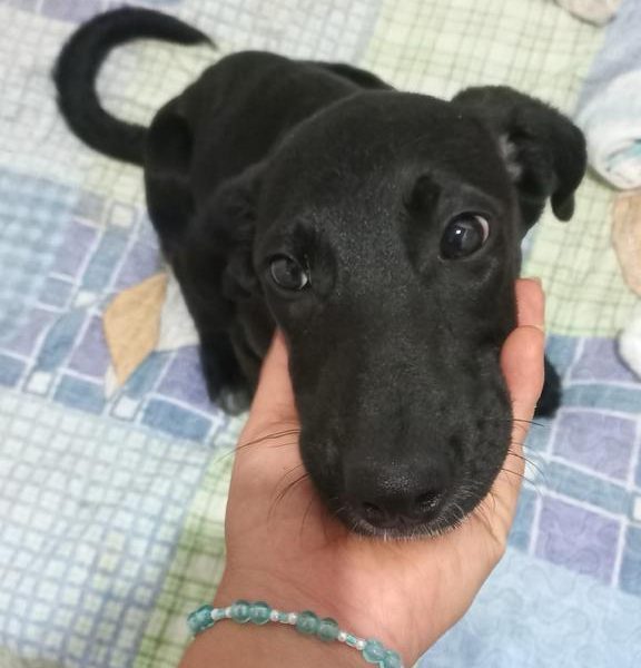 Amora (Adoção Urgente)