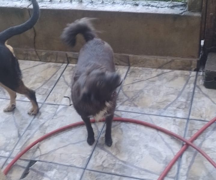 4 Cães (Adoção Urgente)